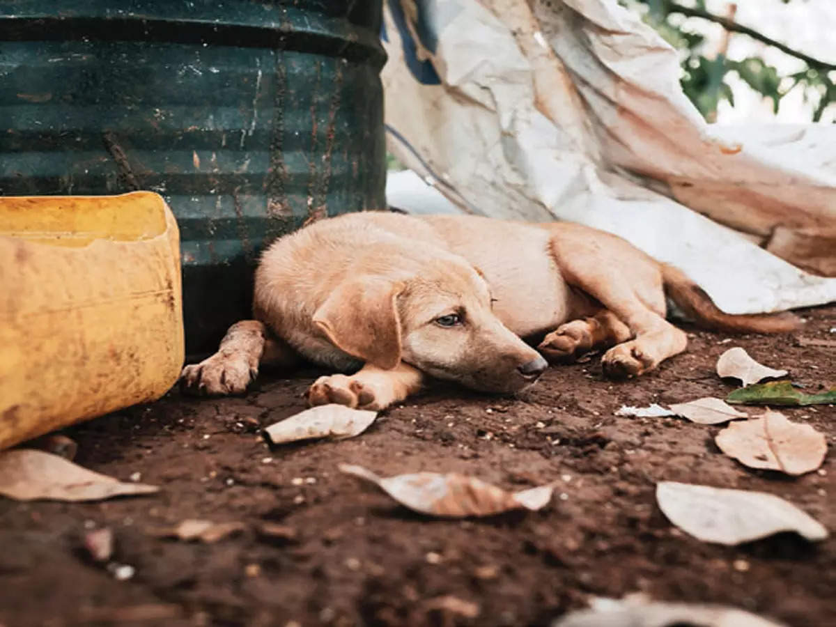 Ailing stray dog tossed out with the garbage, dies