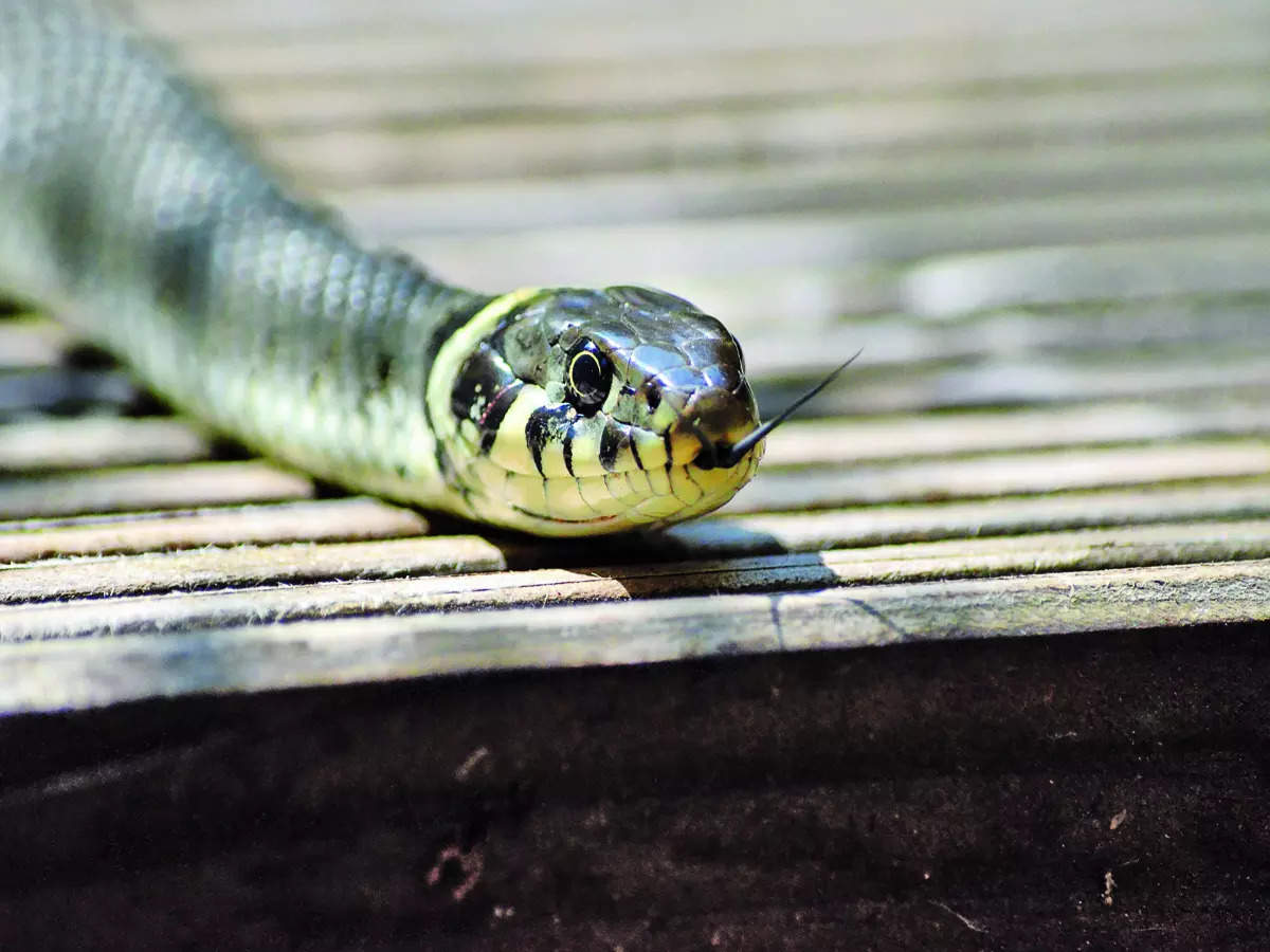 After floods came snakes