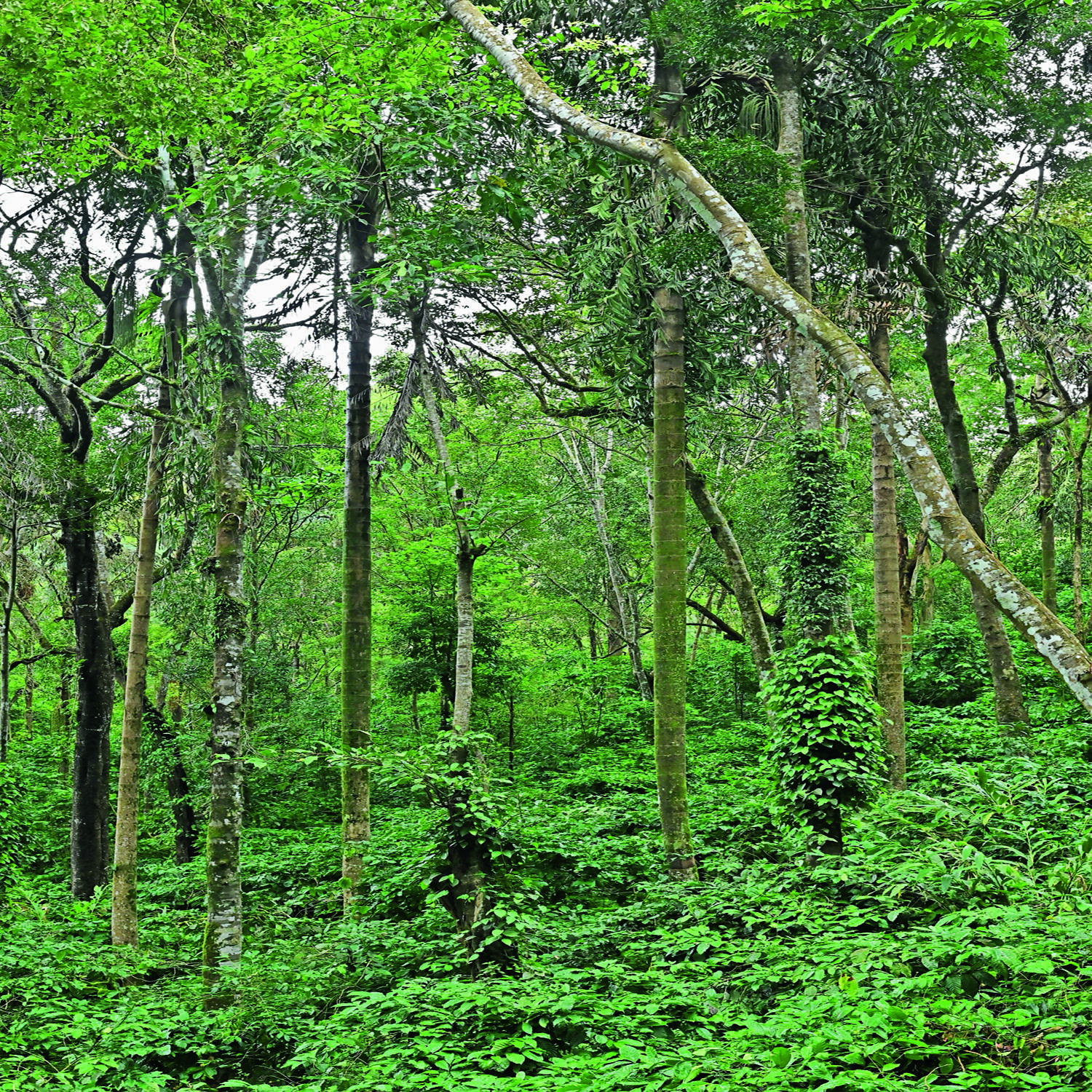 Forest land encroachment no walk in the park in Bengaluru