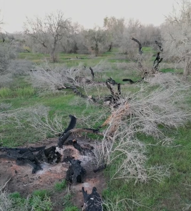Helen Mirren co-founded Save the Olives to raise awareness about the threat facing Italy’s centuries-old olive groves.