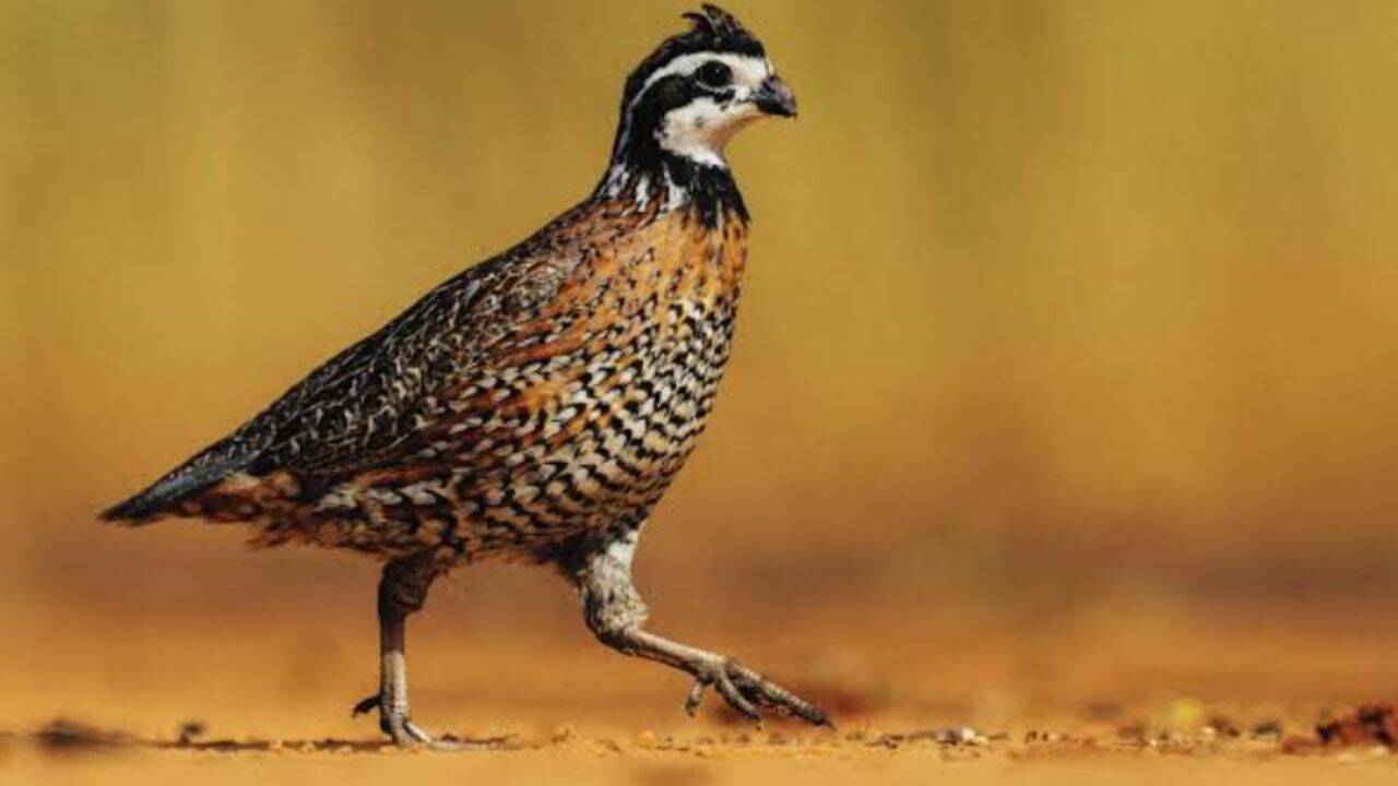 Bobwhite quail