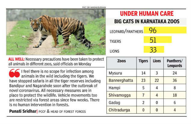 Karnataka: Tigers, leopards, lions in captivity hale & hearty | Mysuru ...