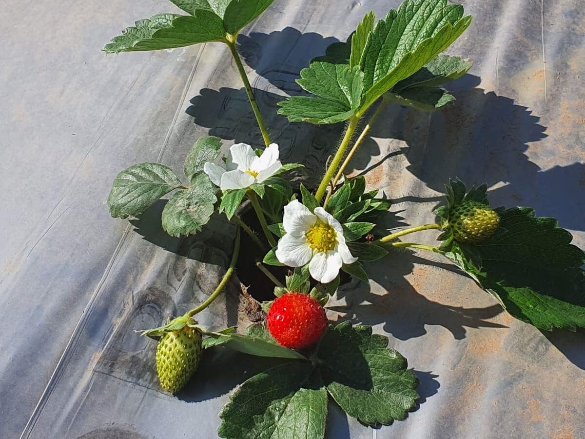 Gujarat Strawberries bloom in dry Kutch, farmers hopeful Gujarat Strawberries bloom in dry Kutch, farmers hopeful
