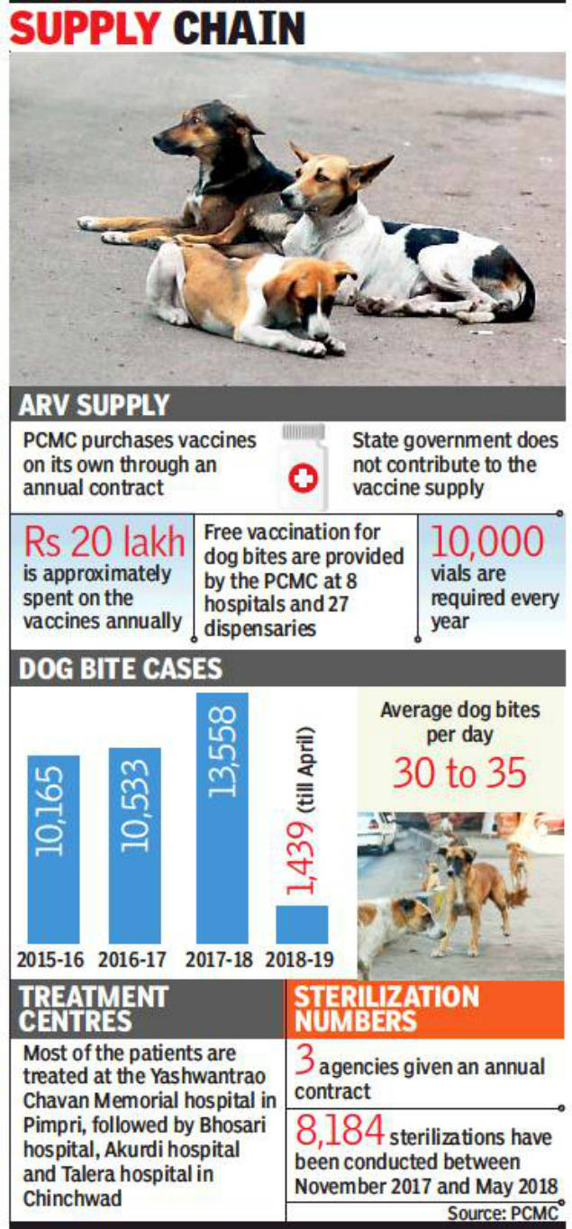 Stray dog-bite cases increase in Pimpri Chinchwad | Pune News - Times ...