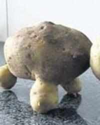 Farmer digs up tortoise-shaped potato