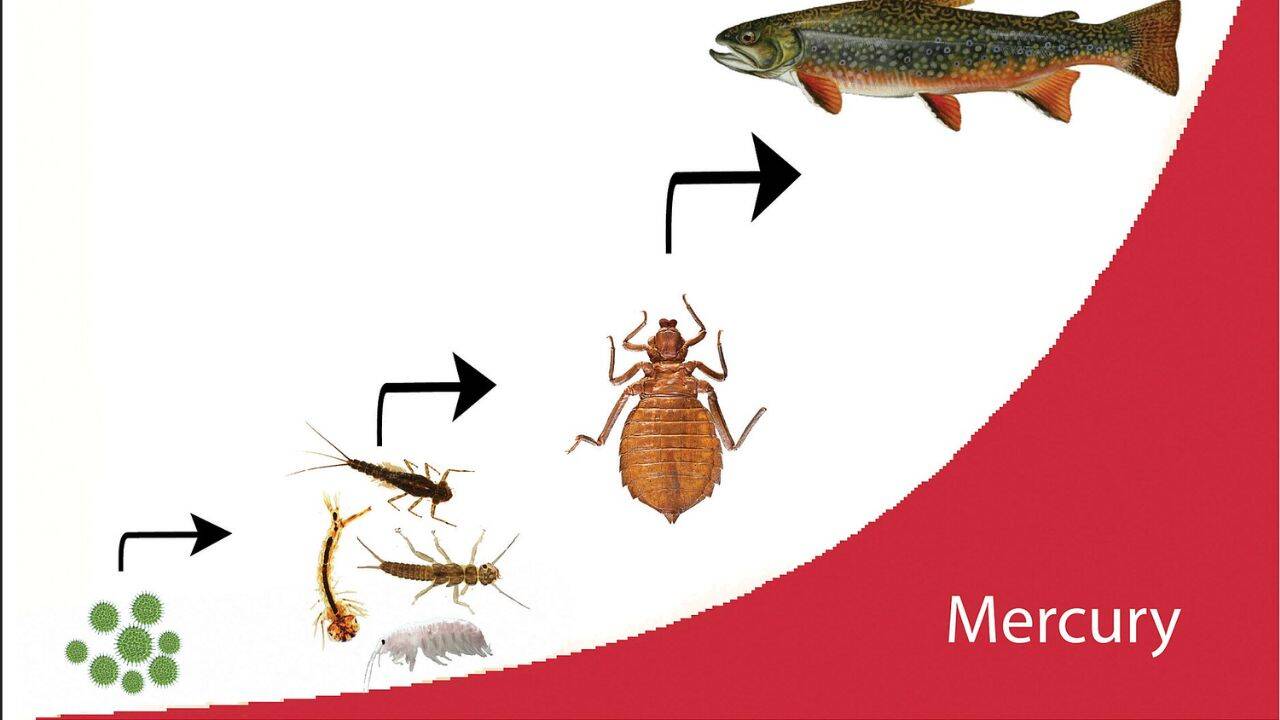 What happens when mercury enters the food chain
