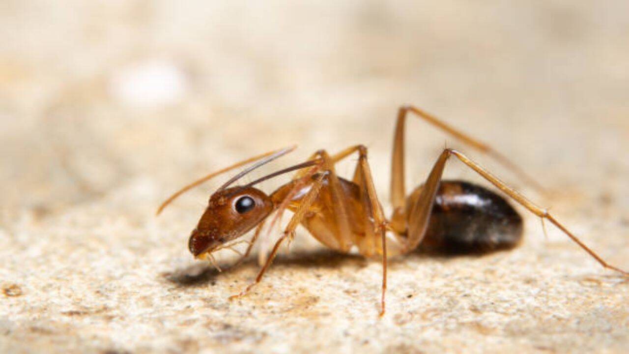 Aphids and other sap-feeding insects release a sugary waste called honeydew and the Argentine ants collect it A battle for the honeydew<br><br>