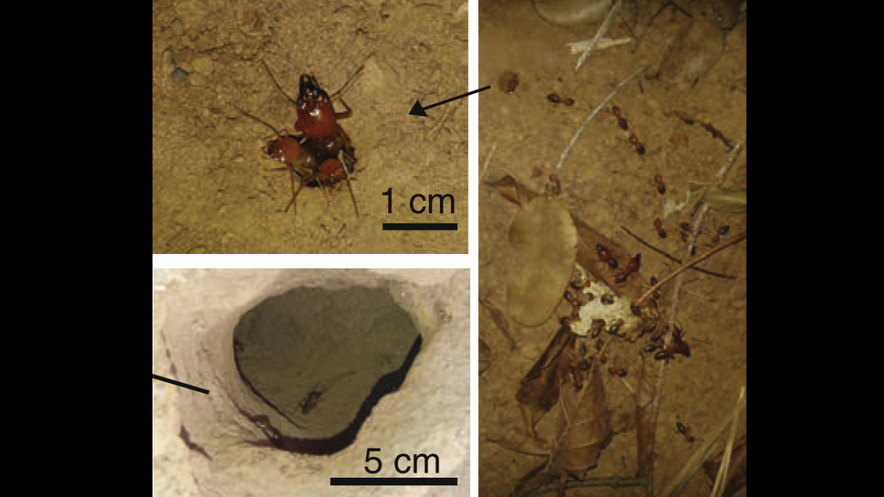 200 million termite mounds contain over 10 cubic kilometres of soil