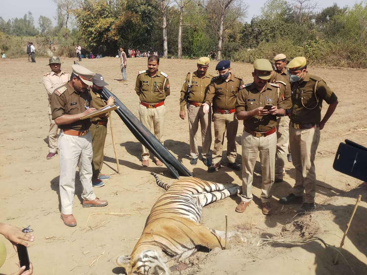 Caught in UP poachers’ wire trap, eightyearold tiger bleeds to death