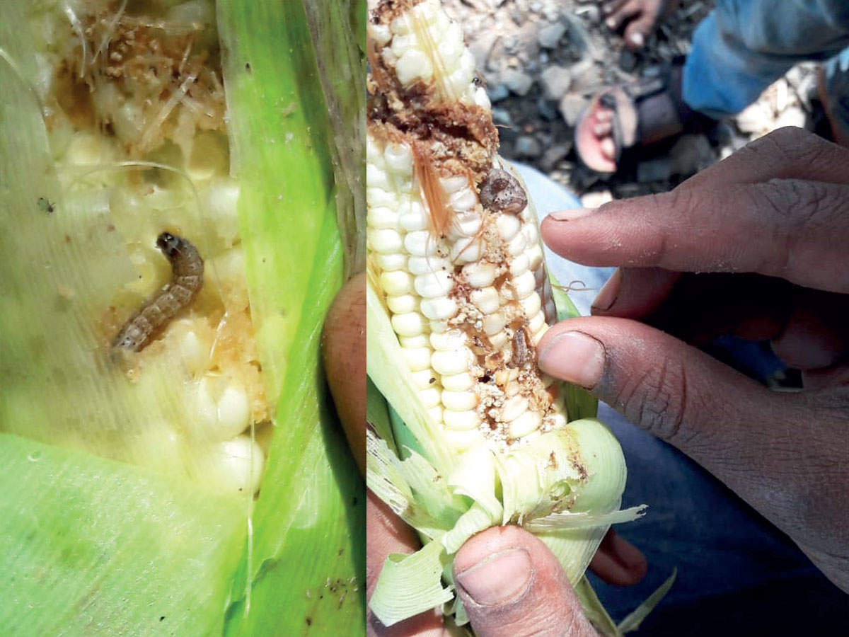 armyworm-maize-crops-across-state-reel-under-fall-armyworm-attack