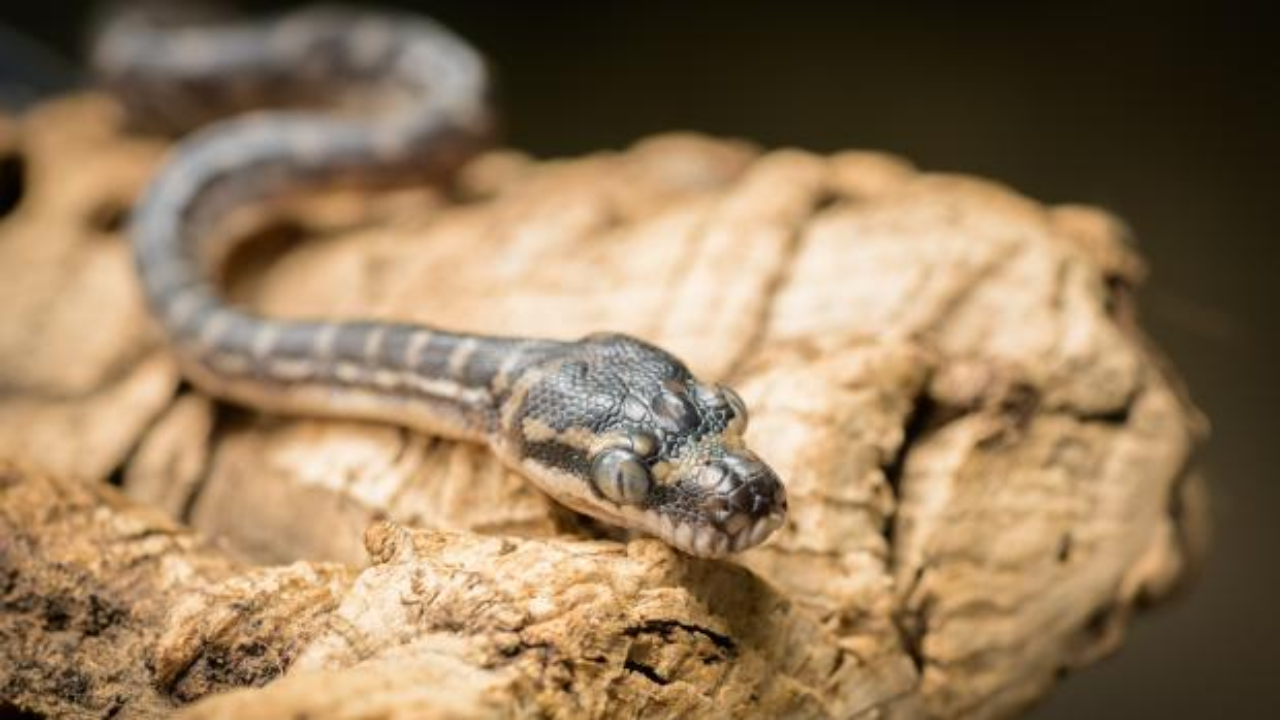 The rough-scaled python is a small arboreal python. This species was discovered in 1981 and, until 2007, was known from only ten individuals