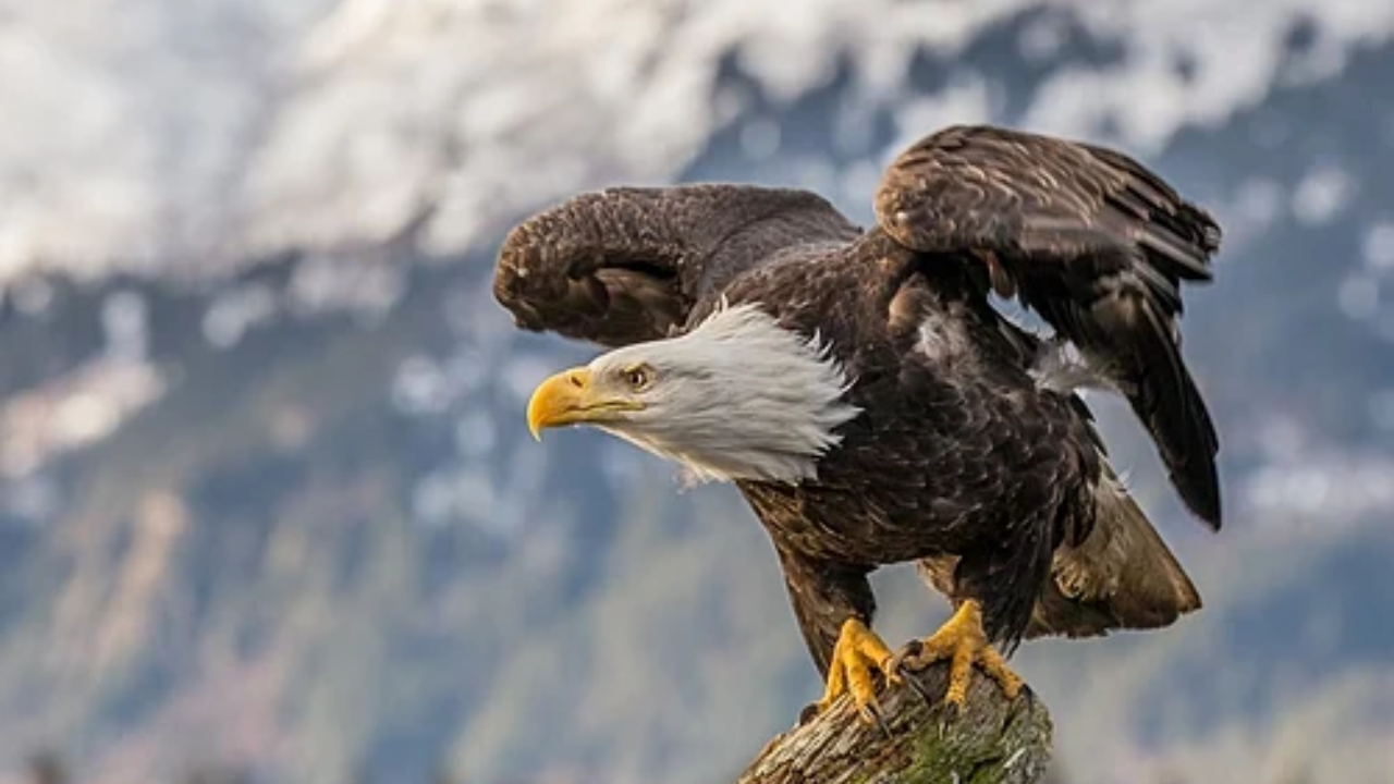 Bald eagle preparing to fly at Kachemak Bay in Alaska, United States (Image: Wikipedia)