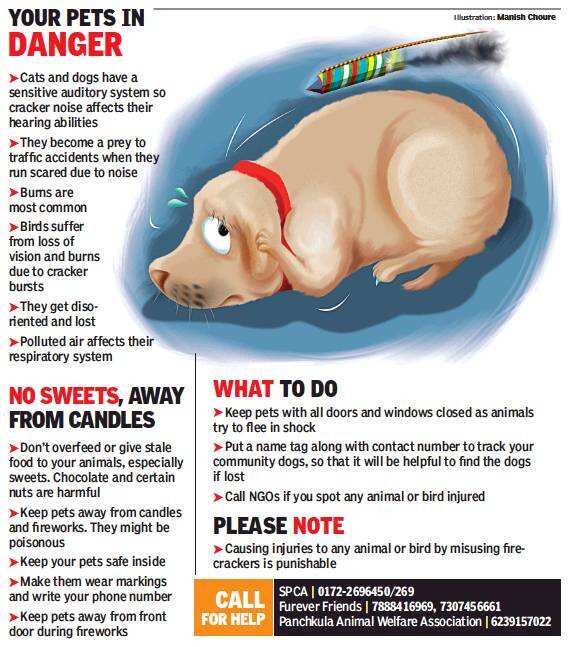 Ambulance Cars To Look Out For Injured Animals On Diwali In