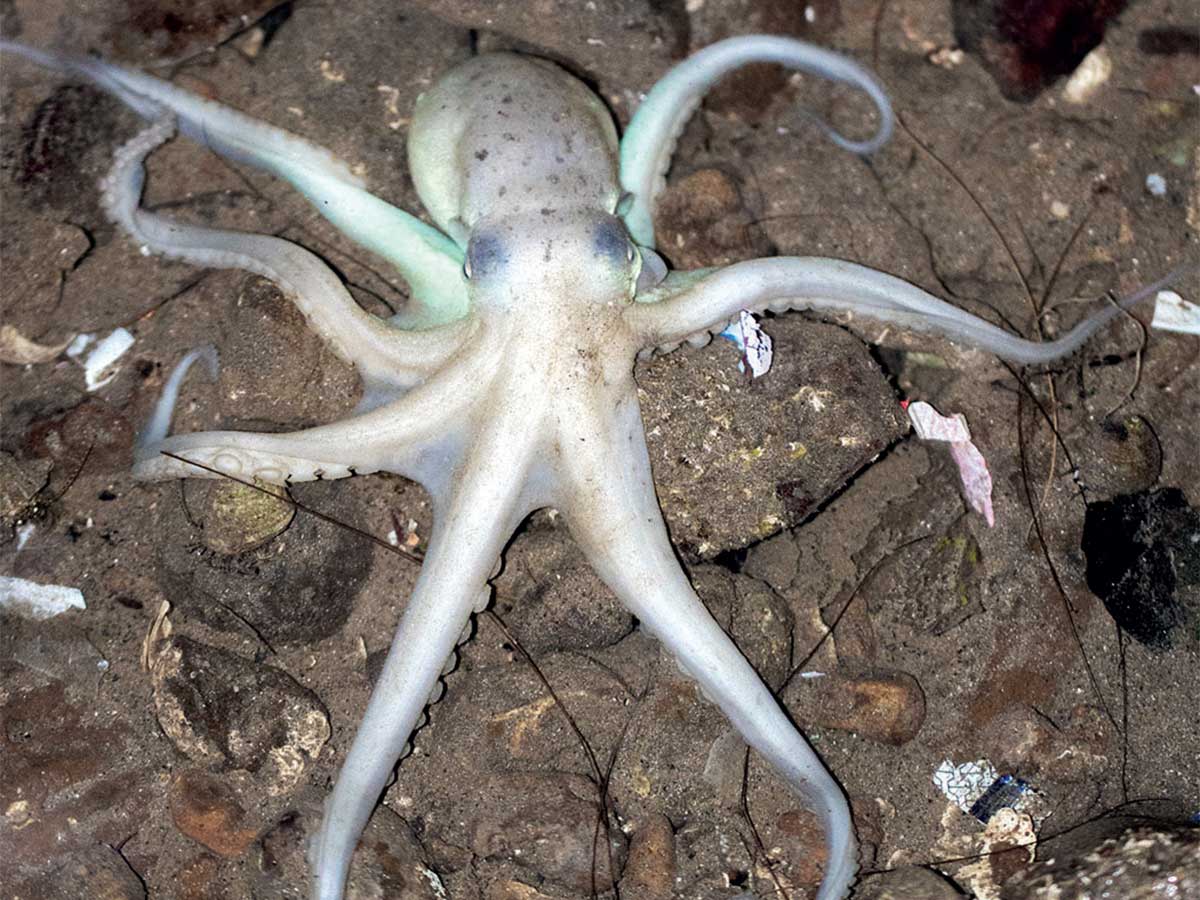 In this week's column, the focus is on the octopuses, that can be found