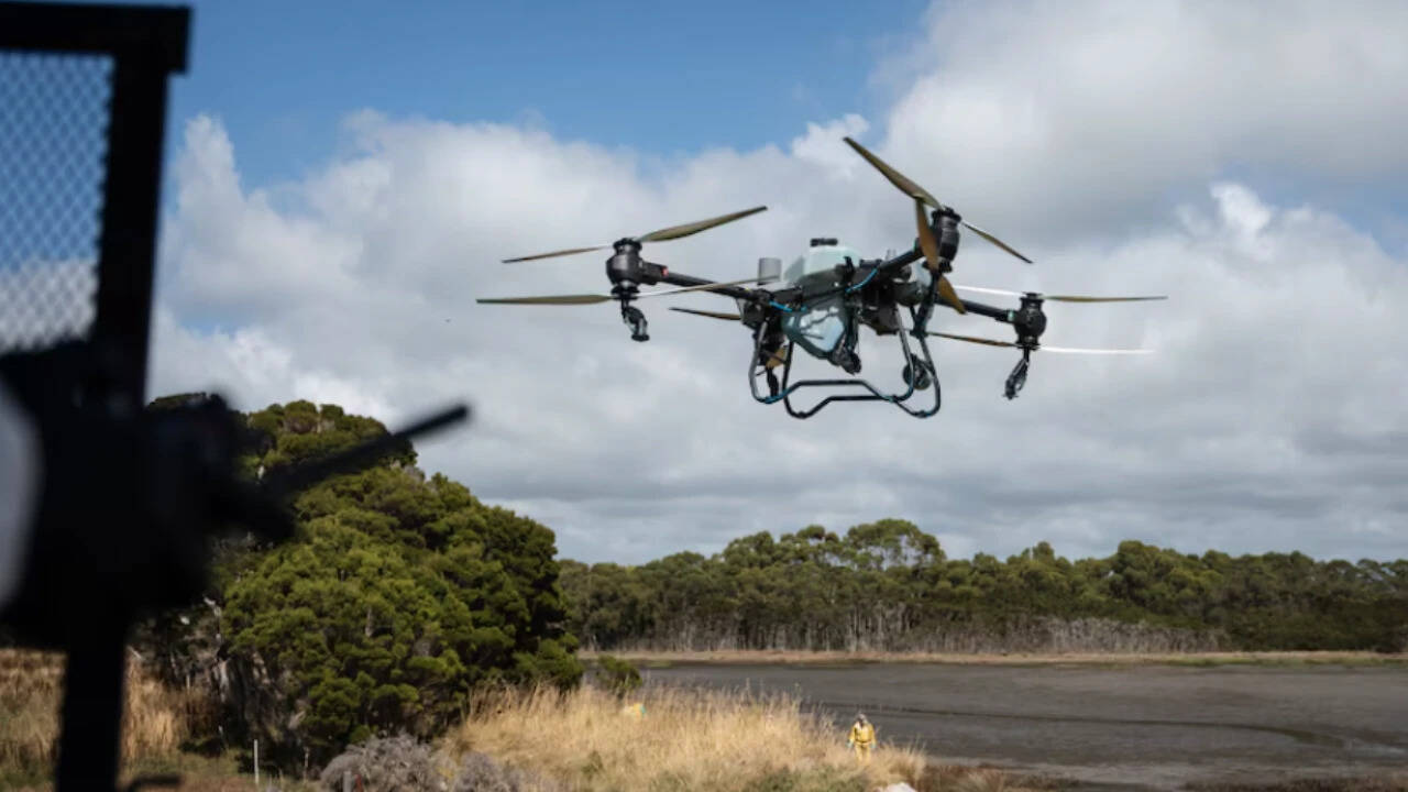 Rice grass was treated with herbicide using quadbikes, vehicles with long hoses and drones. (Photo: ABC)