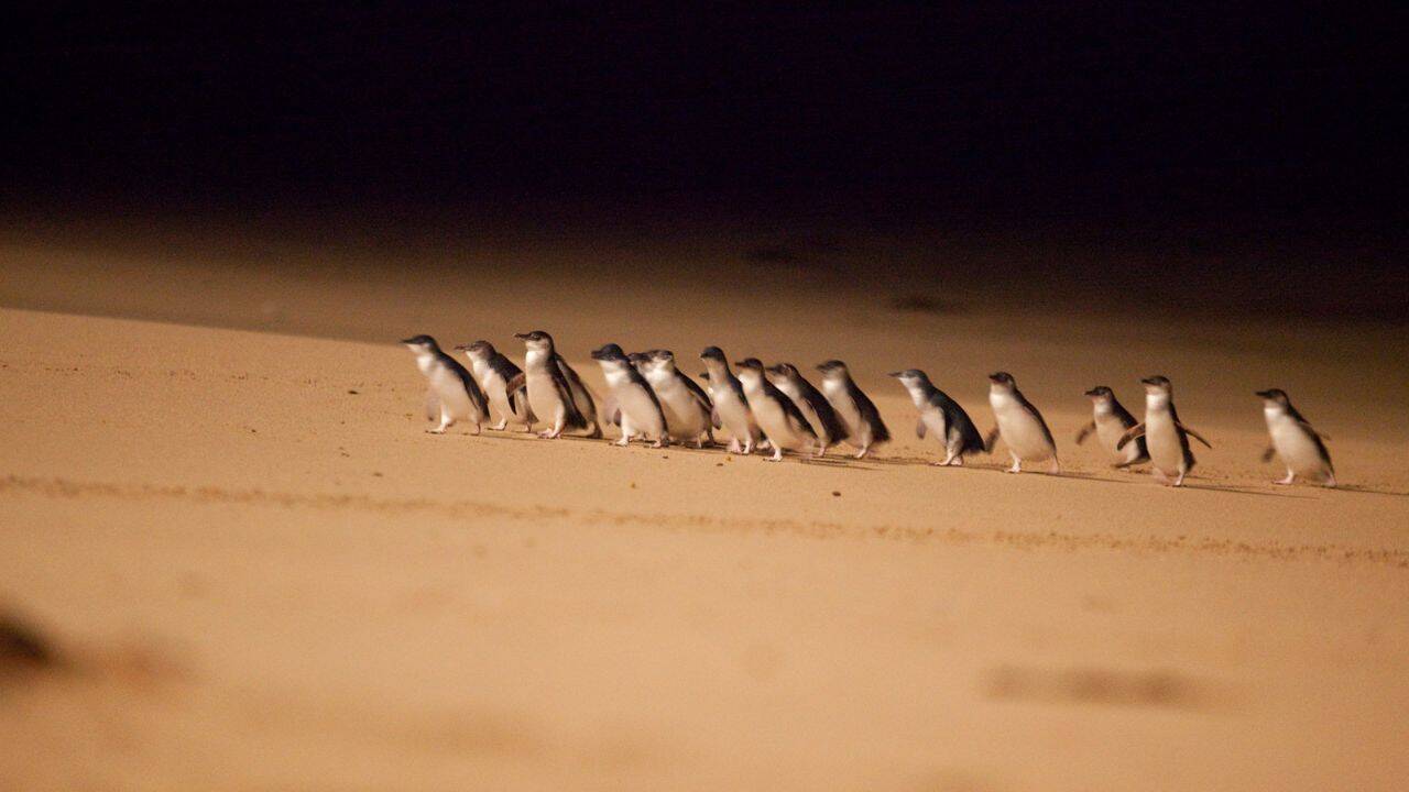 Little penguins are perfect for this unique operation