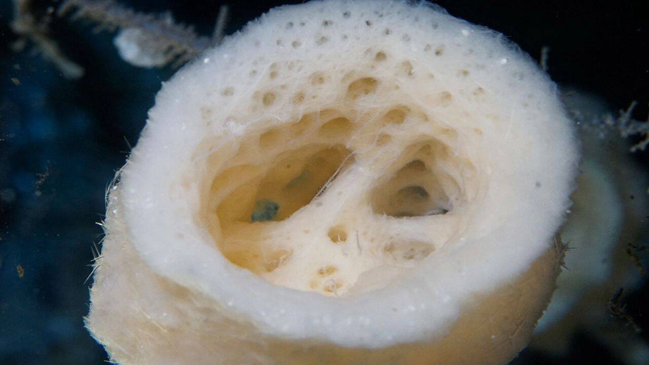 How did researchers uncover 10 likely new branching worm species<br>