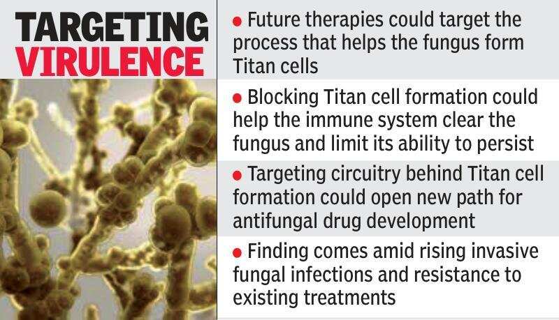 CCMB research on Titan cells.jpg
