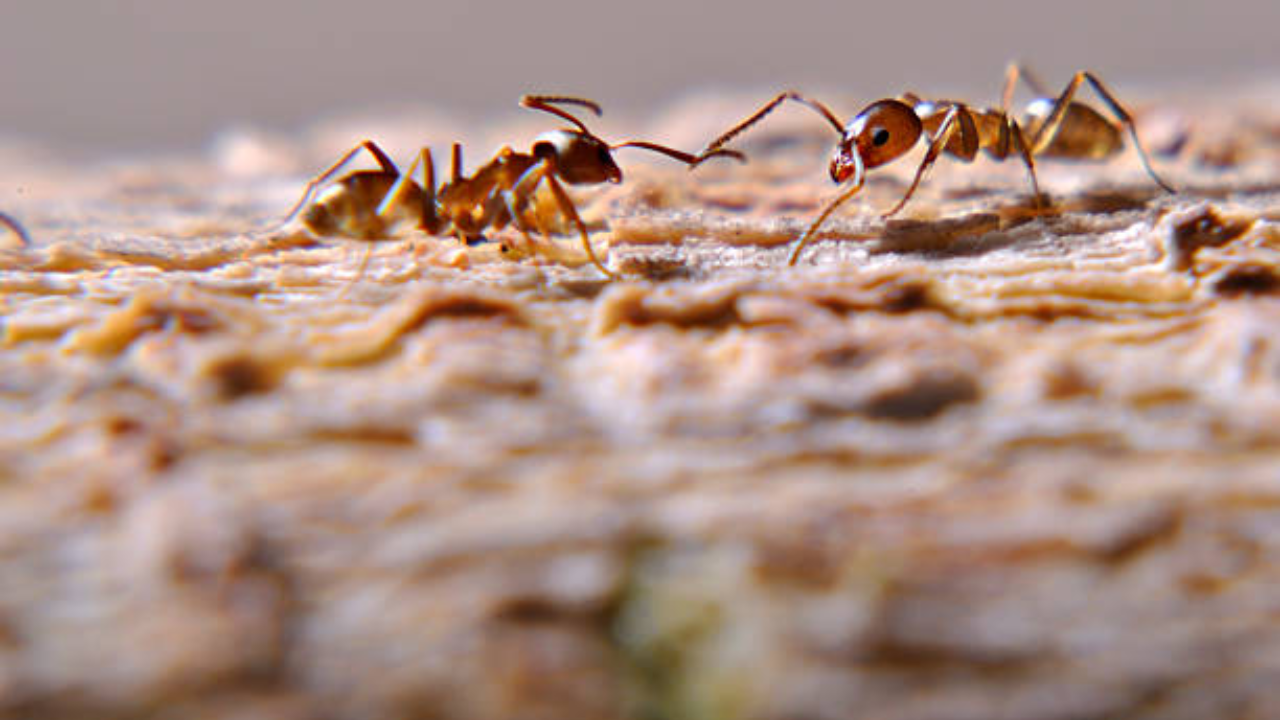 The asteroid that wiped out the dinosaurs 66 million years ago may have also set the stage for ants to conquer the planet, with scientists finding a surprising boost from so-called jumping genes hidden in ant DNA