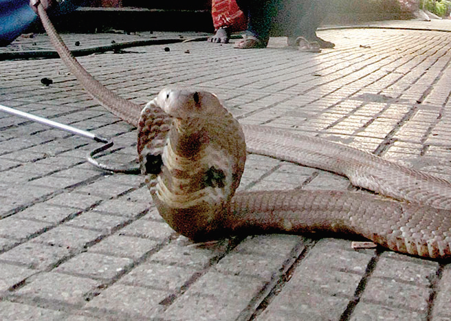 Untrained Snake Catcher: Bengaluru: Untrained catcher bitten by 3.5-foot  cobra twice, dies