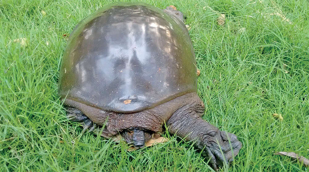 Urban Jungle: Flying turtles