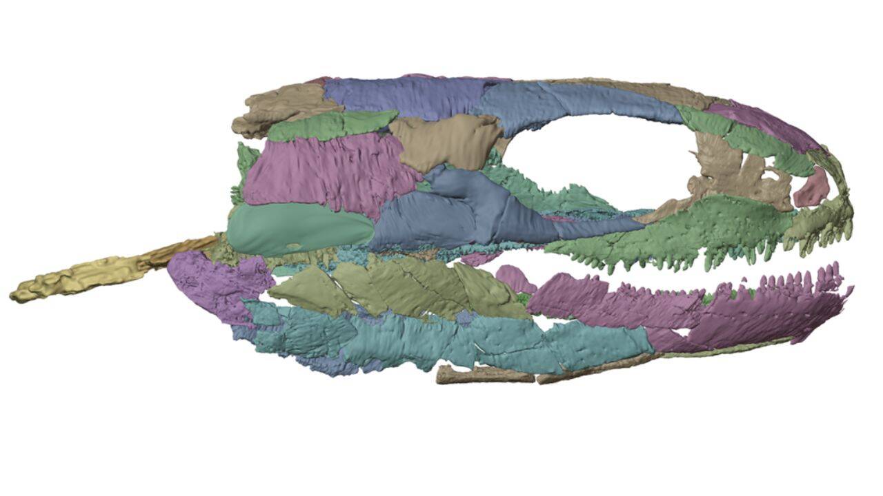 Why was Lizzie once considered one of the earliest reptiles<br>