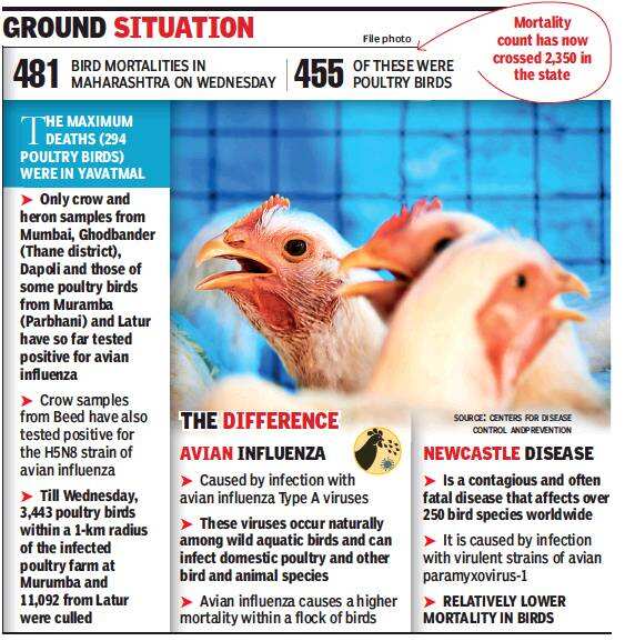 First bird deaths in Pune district after avian flu outbreak Pune News