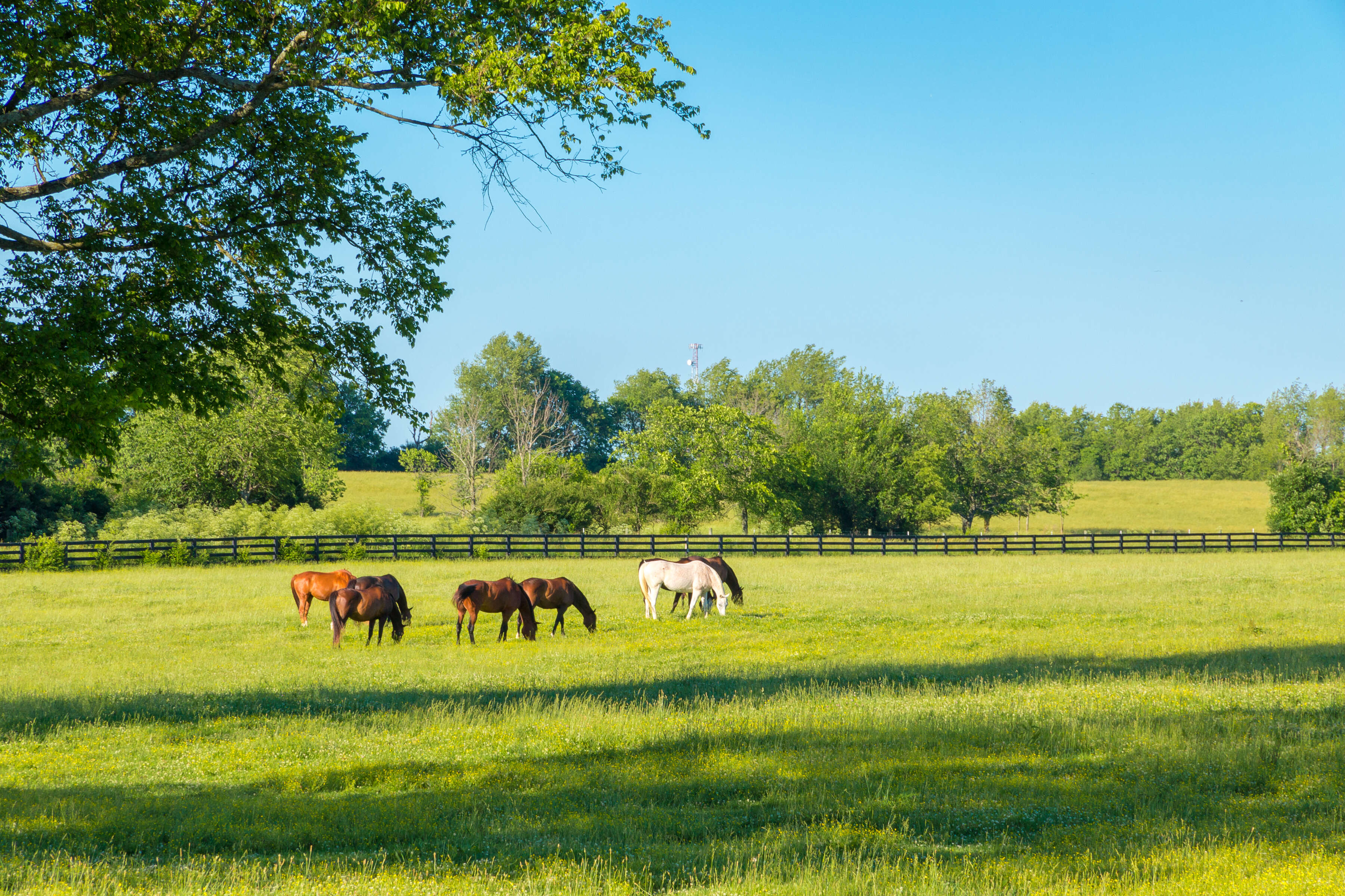 Florida protects 1,500 acres across two cattle ranches