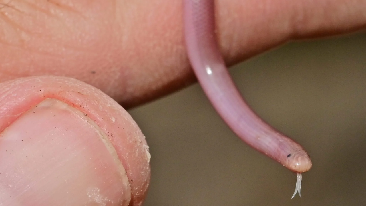 Why blind snakes are difficult to locate