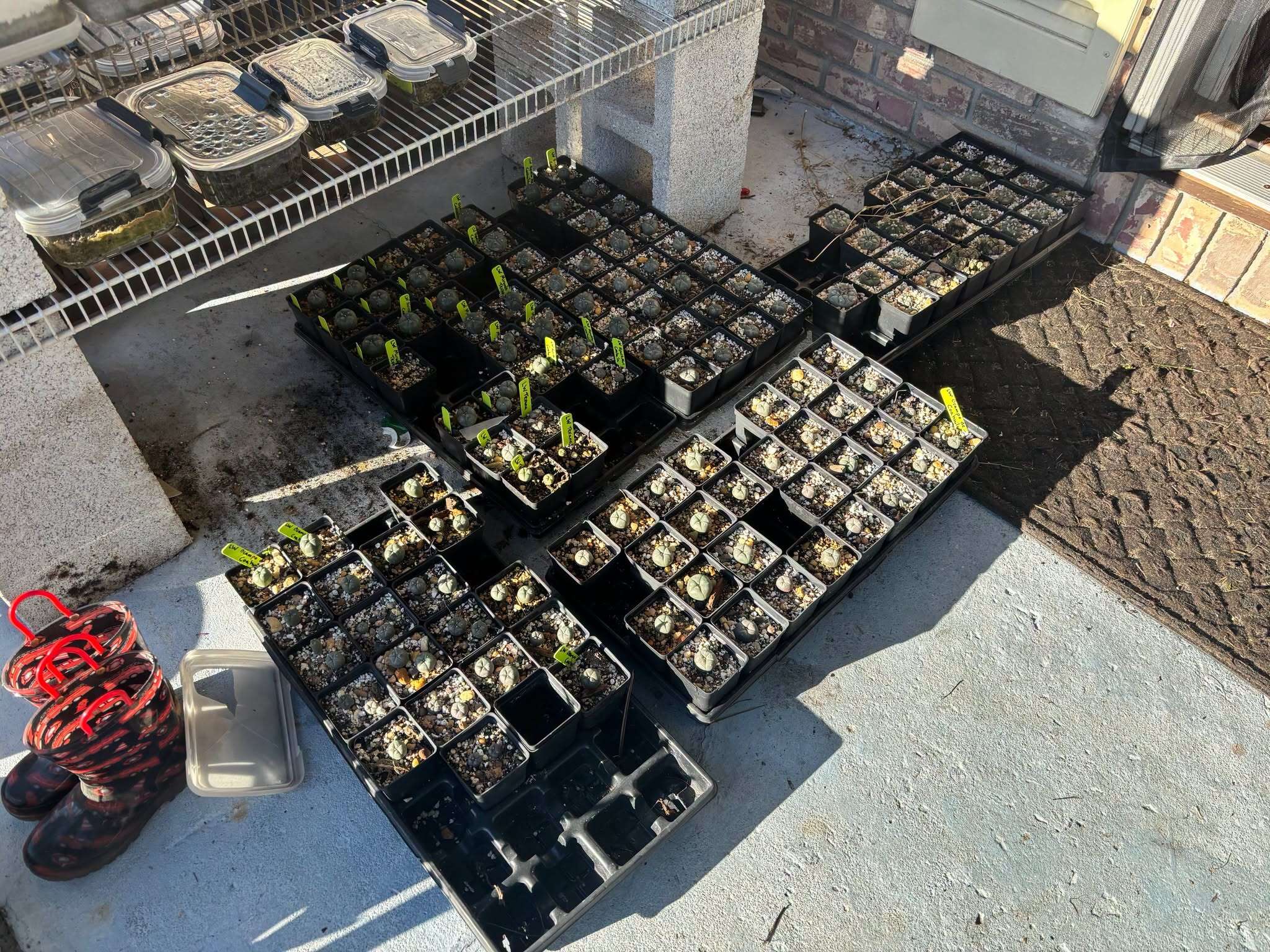 Police seize 131 live plants in a Florida drug investigation.