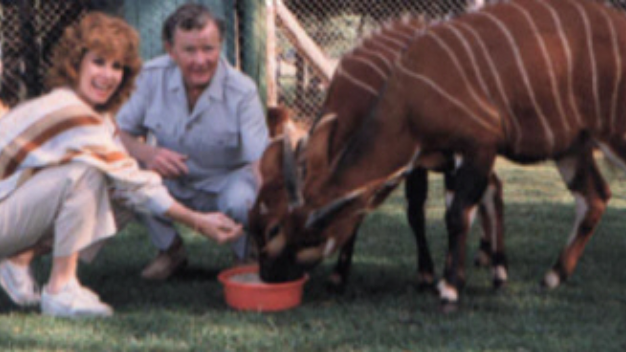 The mountain bongo became a conservation priority<br>