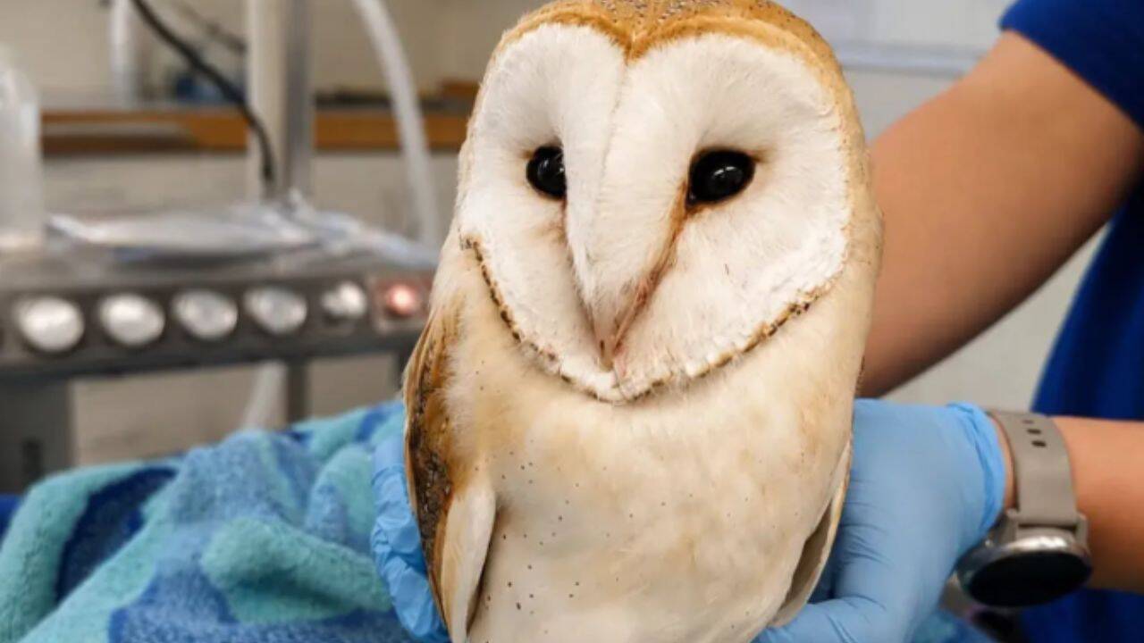 The owl receiving care at Wildlife Centre