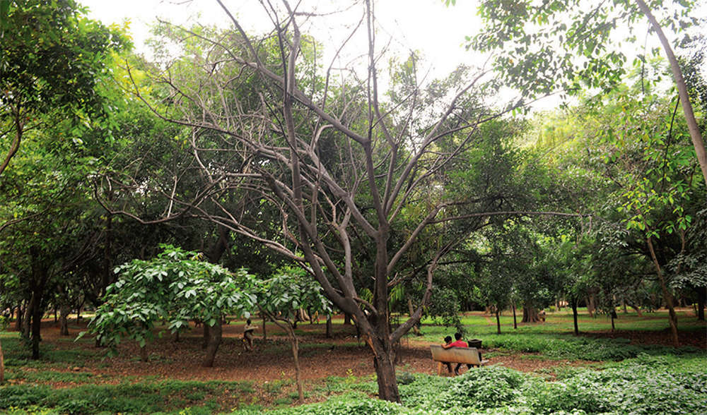 Cubbon Park: Cubbon Park to axe trees for ‘safety’