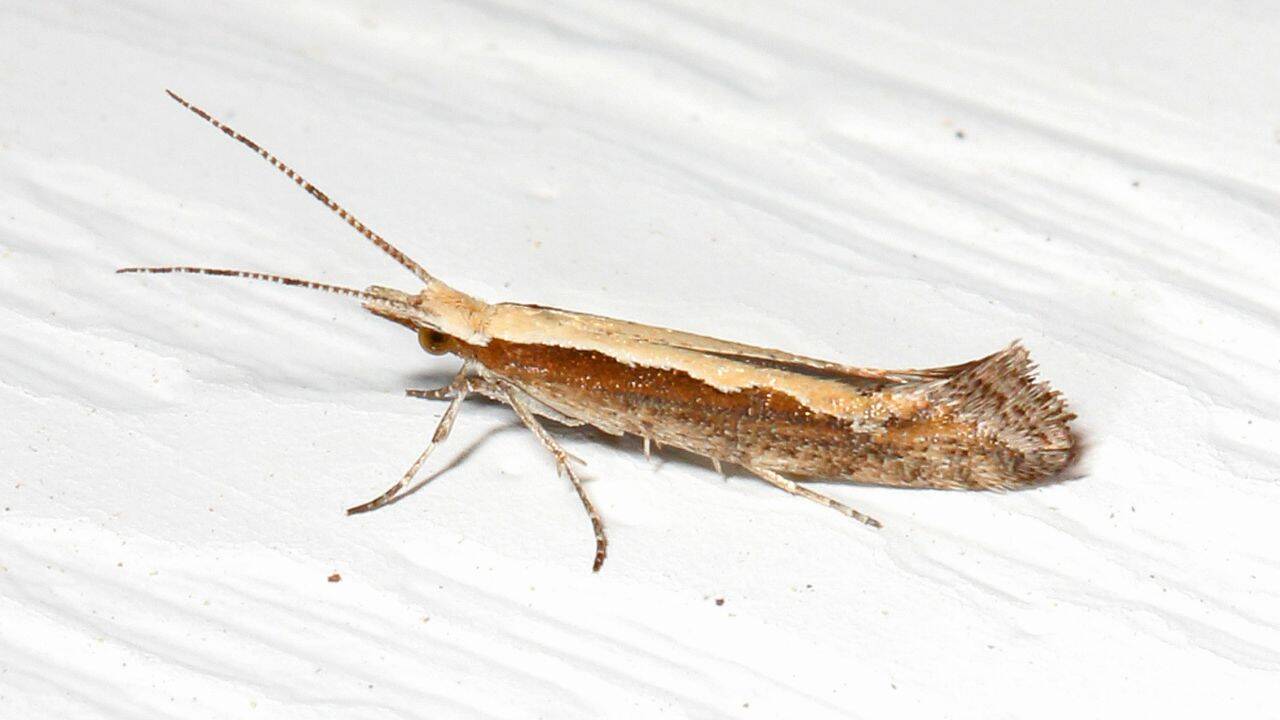 Three years of extreme heat reshaped diamondback moths