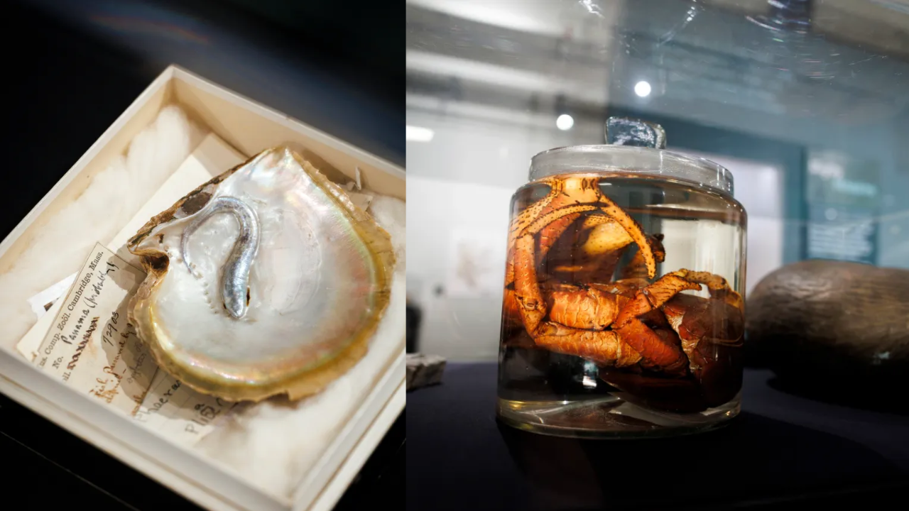 Image: Left/Pearl oyster with pearlfish/Right/Coconut crab/Stephanie Mitchell