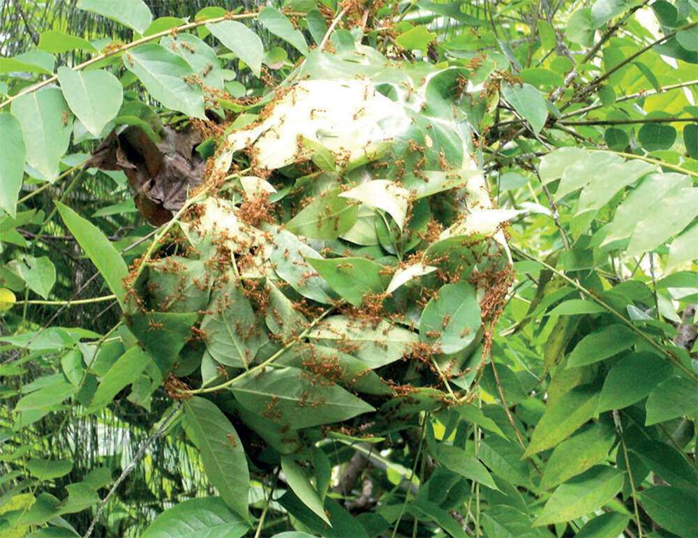 Urban Jungle: The private armies of plants