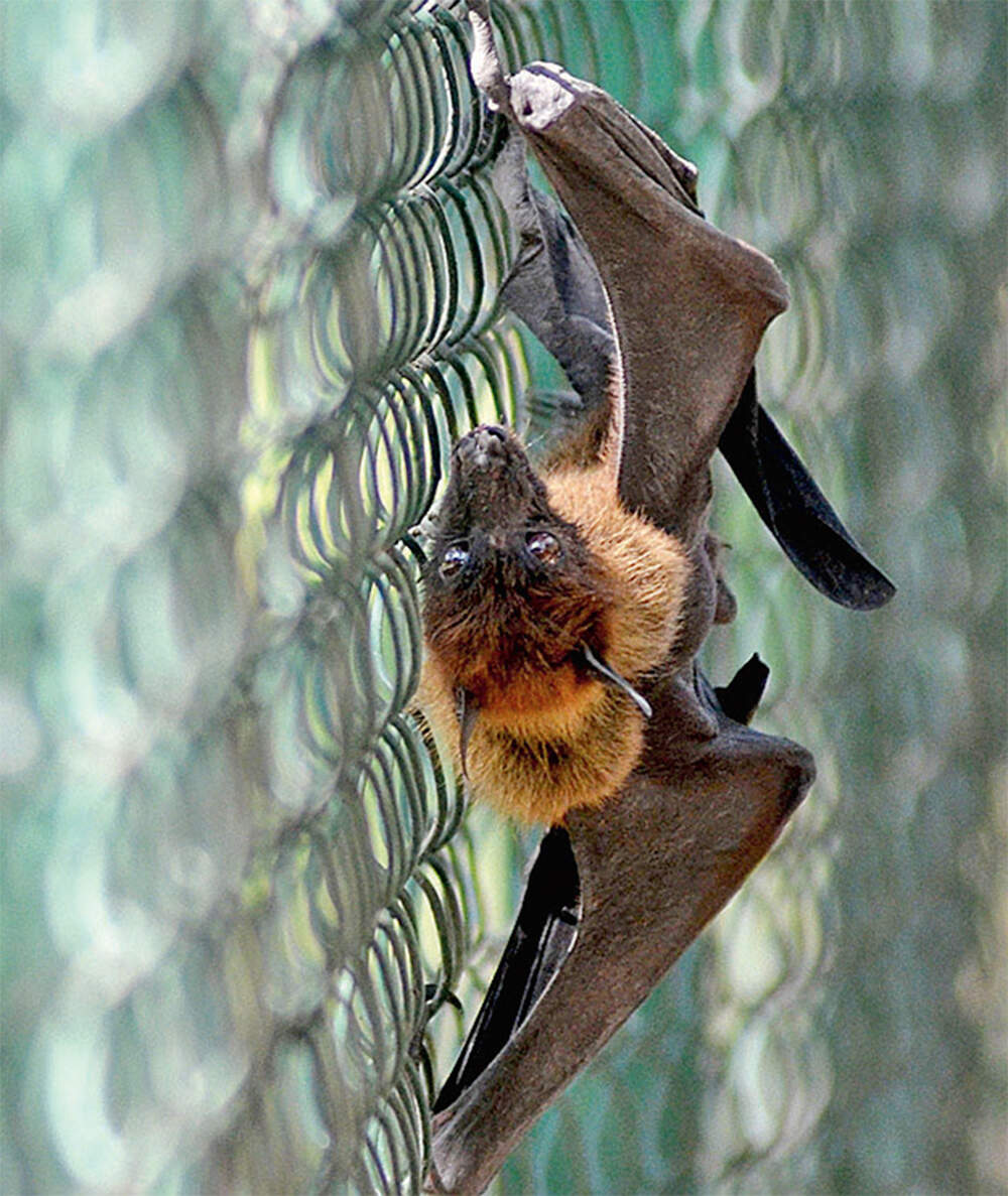 Rabies study puts ball in bats’ court
