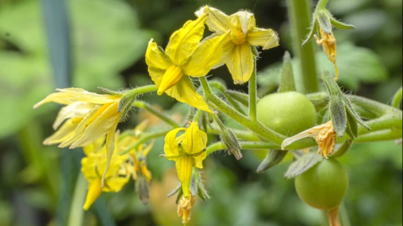 flor de tomate