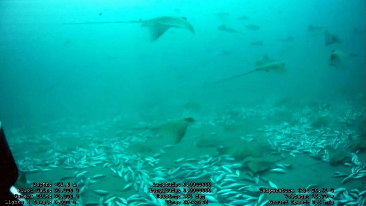 How the 100 eagle rays were recorded gathering around the Malta tuna farm