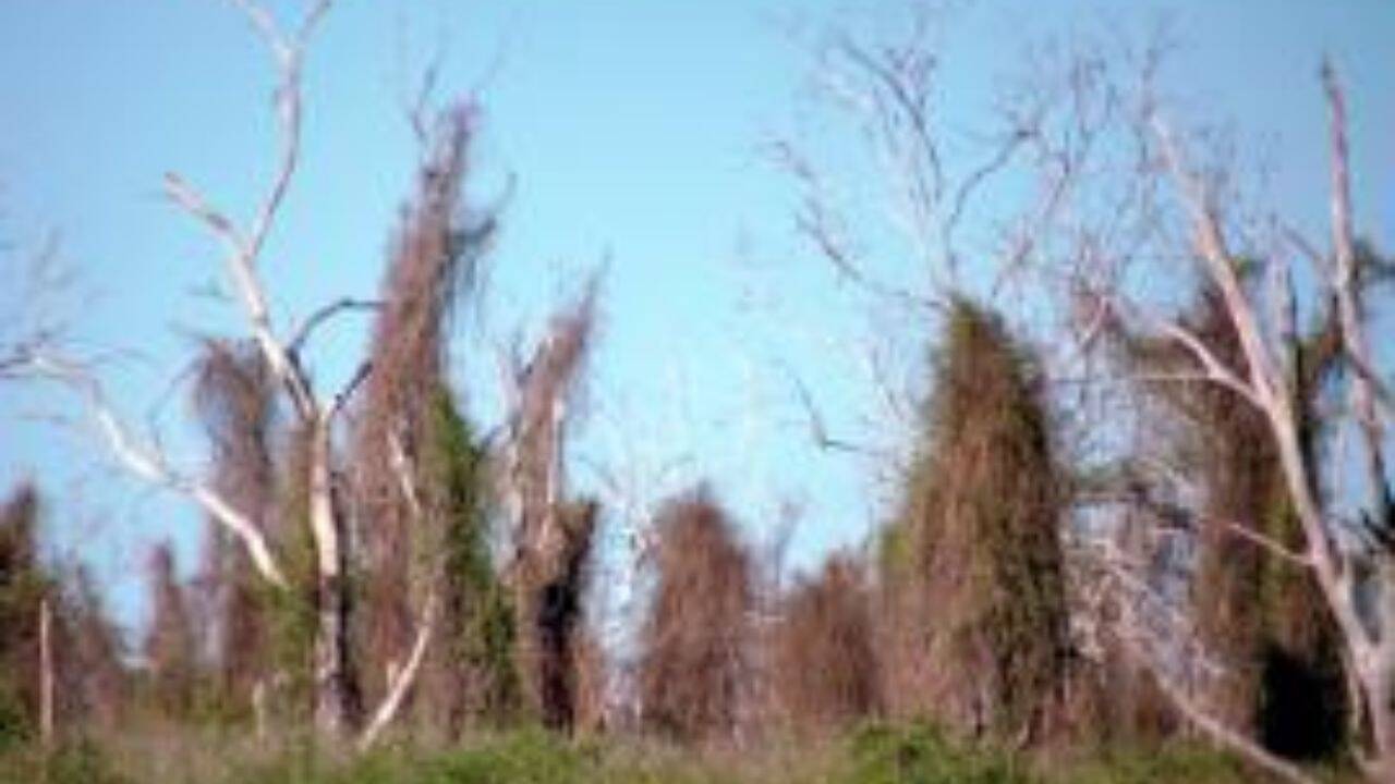 What makes rubber vine so difficult to contain