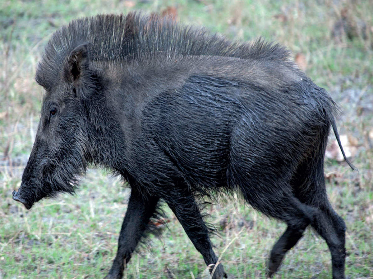 Bannerghatta National Park,wild boar,Trot,Testosterone,kaveri,jungle.