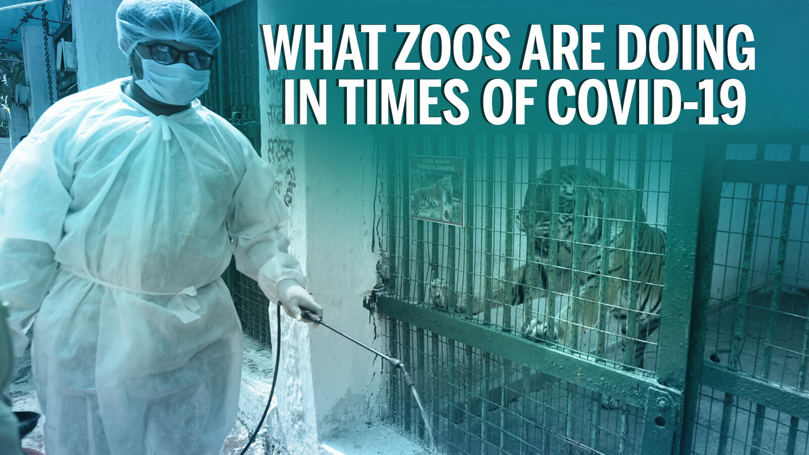 What zoos are doing in times of Covid19 Times of India