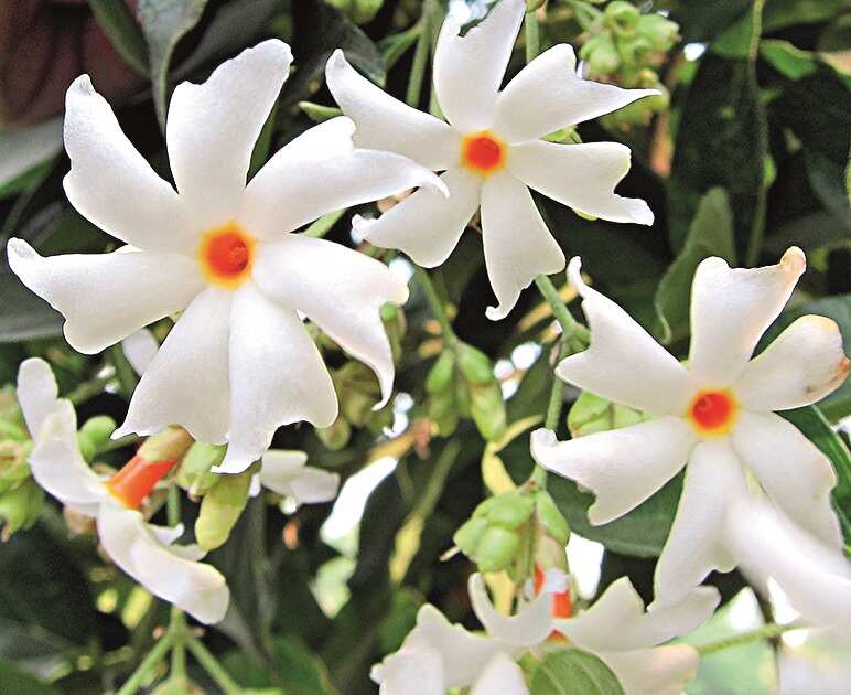 What keeps Kolkata’s fresh flower business blooming in all seasons? Kolkata News Times of India