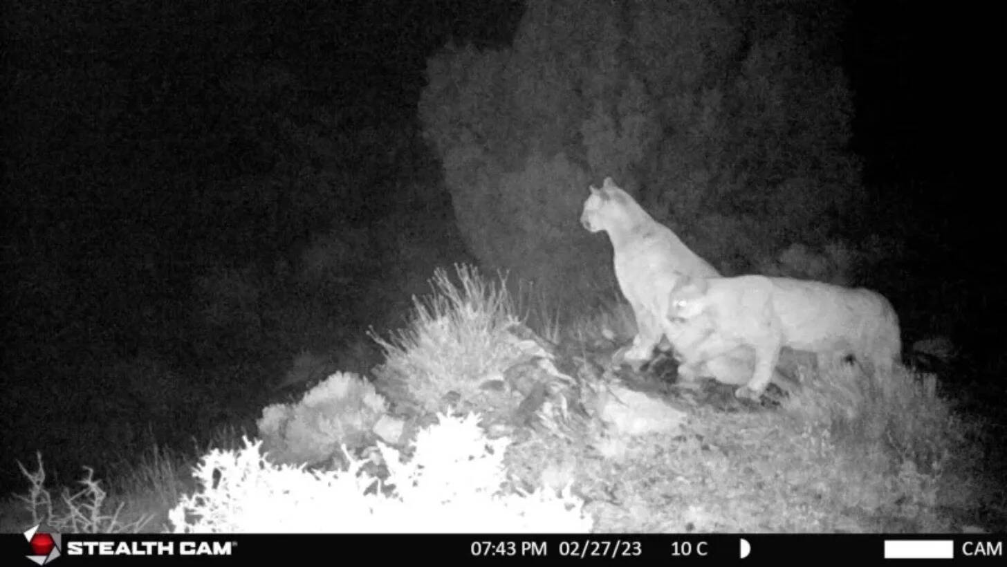 Bighorn sheep, mountain lions and bobcats are among the species being studied.
