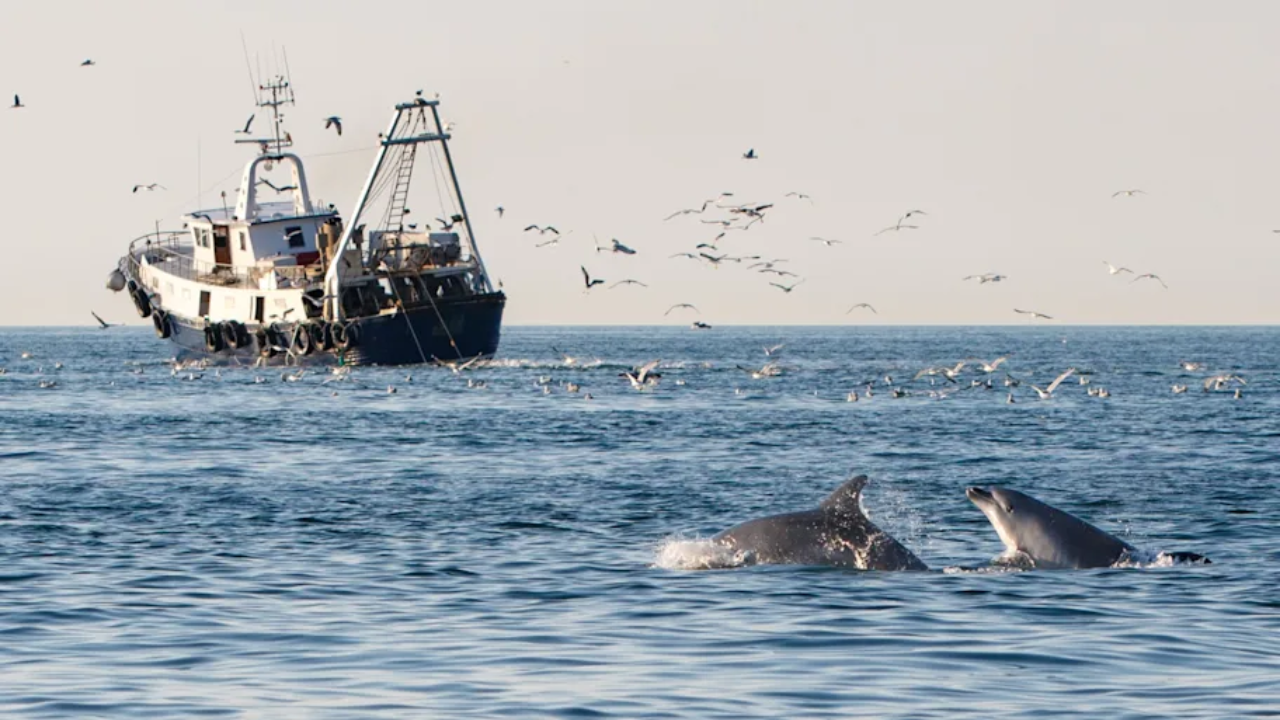 Image: Dolphin Biology and Conservation