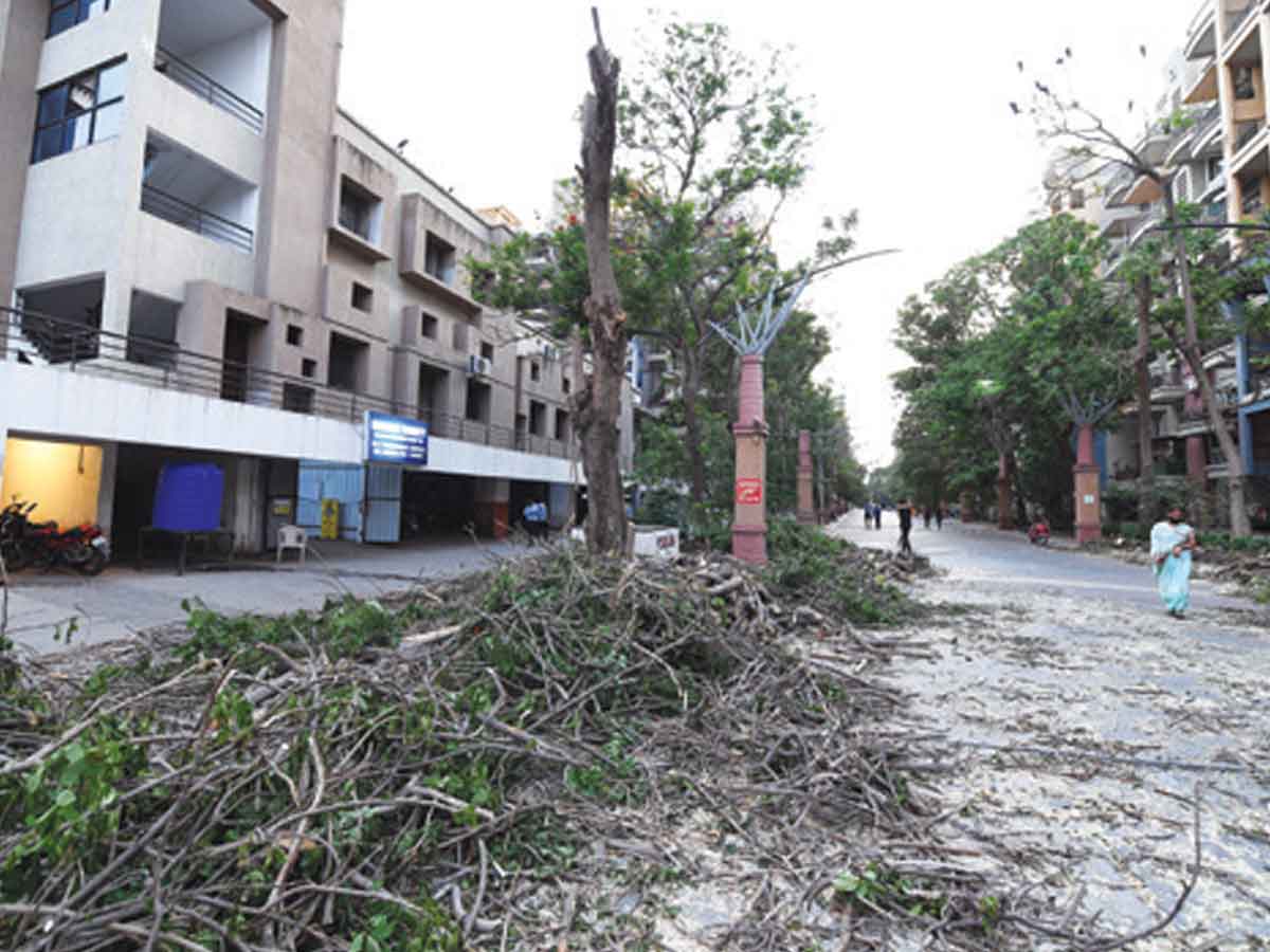 1 month, zero action in tree hacking case - Vimarsana News