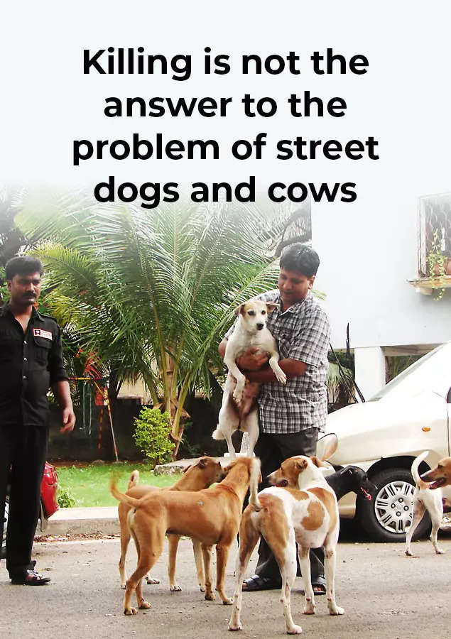 Killing is not the answer to the problem of street dogs and cows | India  News - Times of India