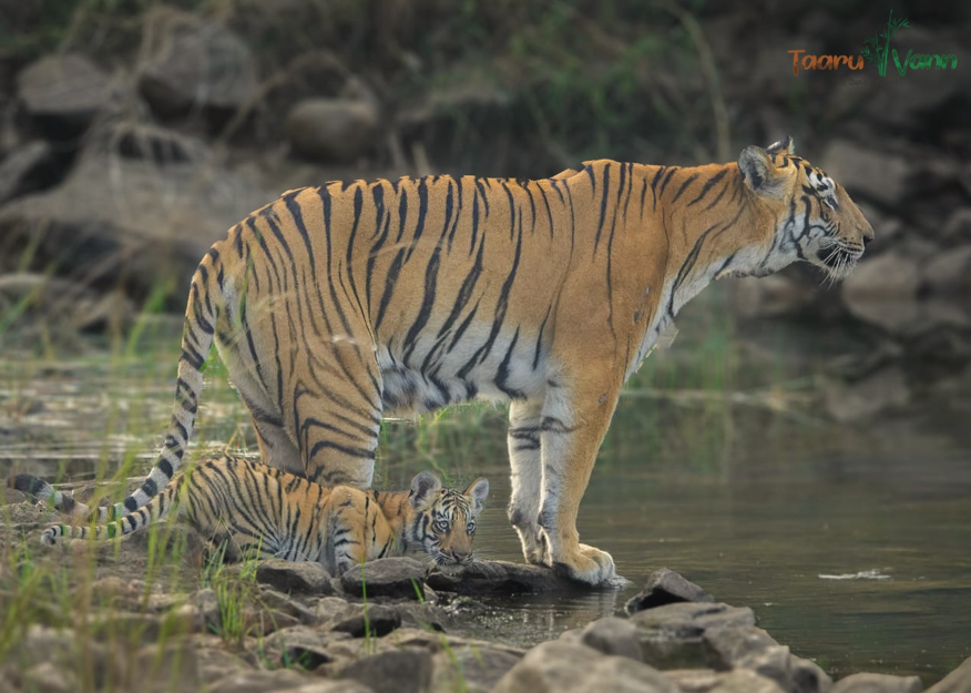 Call of the Wild: Tigress grooms mother's cub