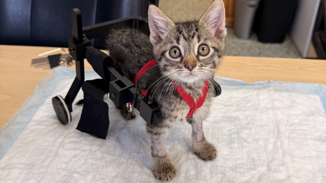 Gelato is continuing therapy to improve his mobility.