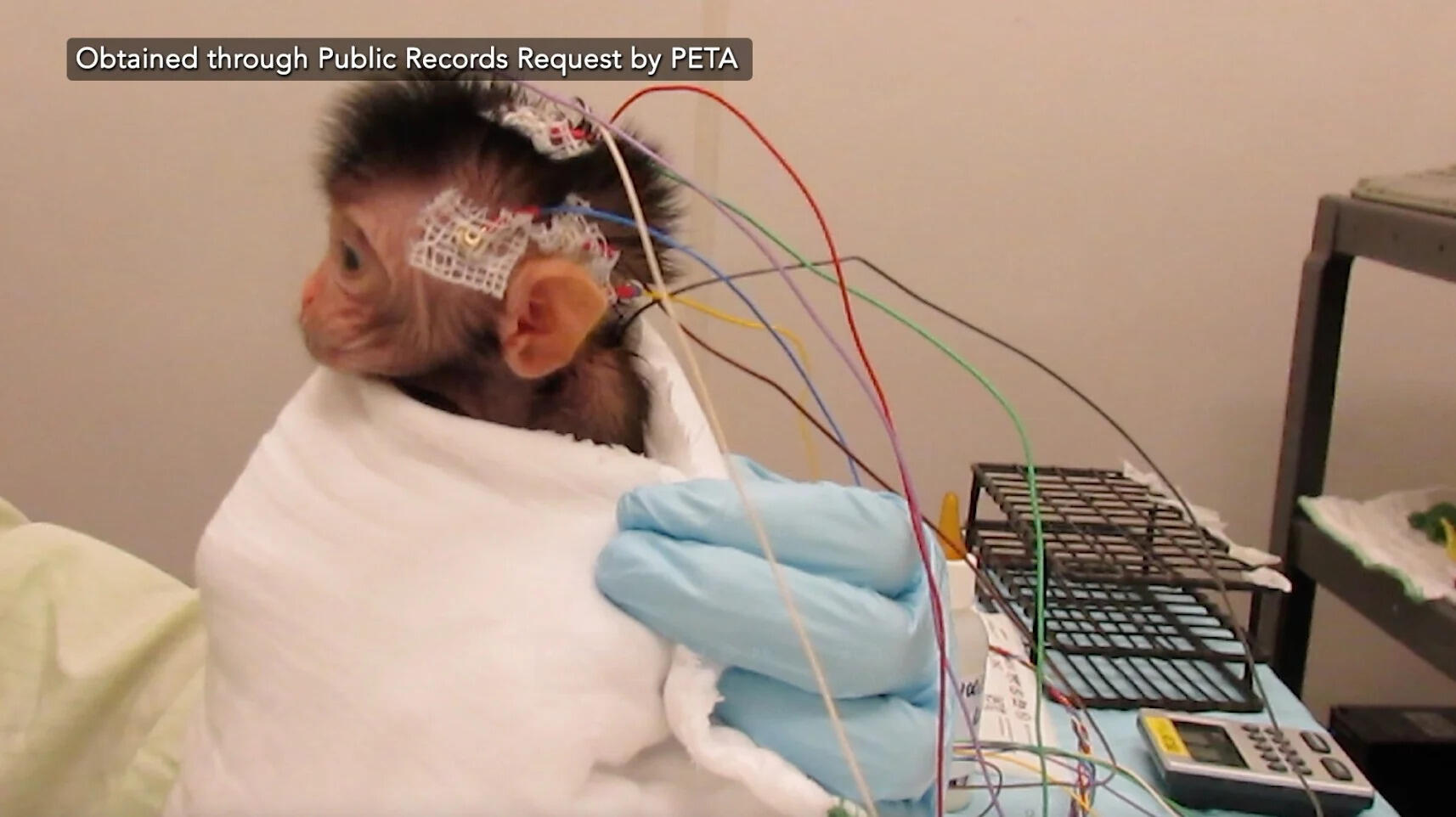 Baby Monkeys Tormented in $4.2m University Experiments